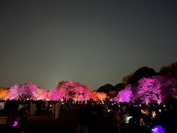 NAKED 桜の新宿御苑 2023に投稿された画像（2023/4/10）