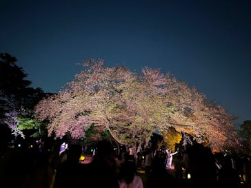 NAKED 桜の新宿御苑 2023に投稿された画像（2023/4/10）