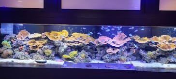 横浜開運水族館 フォーチュンアクアリウムに投稿された画像（2023/4/10）