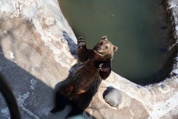 のぼりべつクマ牧場に投稿された画像（2023/4/11）