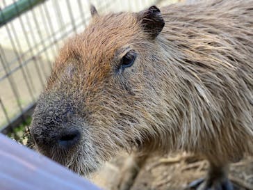 長崎バイオパークに投稿された画像（2023/4/11）