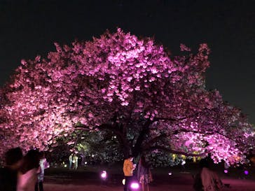 NAKED 桜の新宿御苑 2023に投稿された画像（2023/4/11）