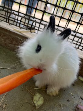 しろとり動物園に投稿された画像（2023/4/11）