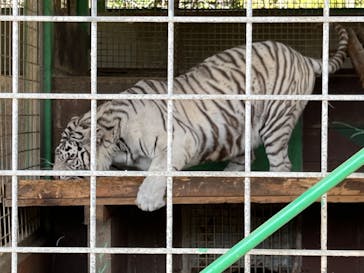 しろとり動物園に投稿された画像（2023/4/11）