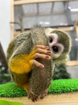 しろとり動物園に投稿された画像（2023/4/11）