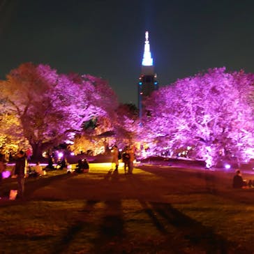 NAKED 桜の新宿御苑 2023に投稿された画像（2023/4/11）