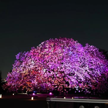 NAKED 桜の新宿御苑 2023に投稿された画像（2023/4/11）