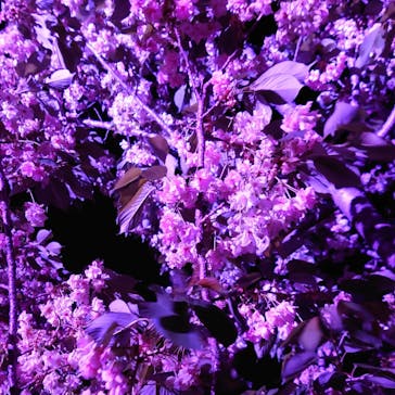 NAKED 桜の新宿御苑 2023に投稿された画像（2023/4/11）