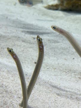 アクアワールド茨城県大洗水族館に投稿された画像（2023/4/11）