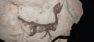 特別展「恐竜博2023」に投稿された画像（2023/4/11）