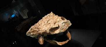 特別展「恐竜博2023」に投稿された画像（2023/4/11）