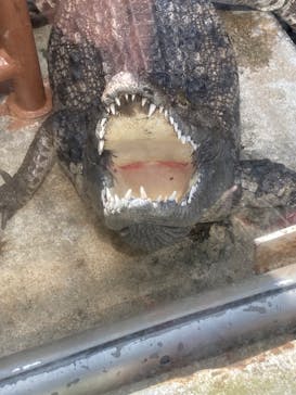 熱川バナナワニ園に投稿された画像（2023/4/11）