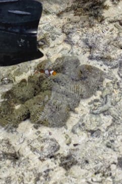 スローダイブ石垣島に投稿された画像（2023/4/11）