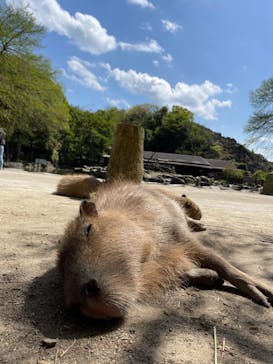 長崎バイオパークに投稿された画像（2023/4/11）