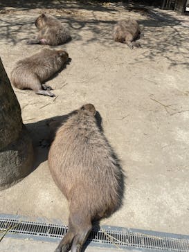 長崎バイオパークに投稿された画像（2023/4/11）