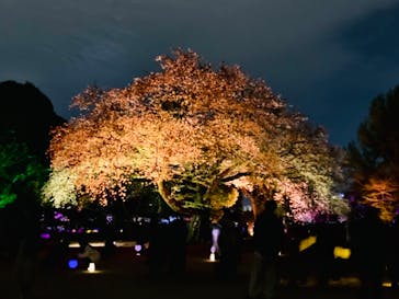 NAKED 桜の新宿御苑 2023に投稿された画像（2023/4/11）