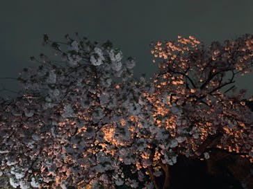 NAKED 桜の新宿御苑 2023に投稿された画像（2023/4/11）