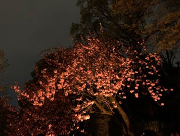 NAKED 桜の新宿御苑 2023に投稿された画像（2023/4/11）