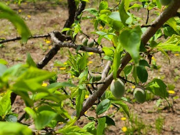 偕楽園本園に投稿された画像（2023/4/11）