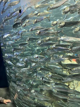 サンシャイン水族館に投稿された画像（2023/4/11）
