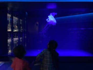 京都水族館に投稿された画像（2023/4/11）