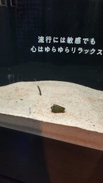 横浜開運水族館 フォーチュンアクアリウムに投稿された画像（2023/4/11）