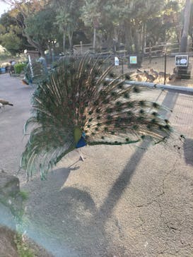 伊豆シャボテン動物公園に投稿された画像（2023/4/11）