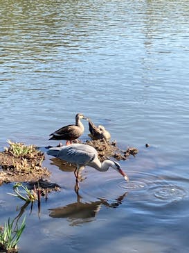 三溪園に投稿された画像（2023/4/11）