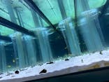 すみだ水族館に投稿された画像（2023/4/11）