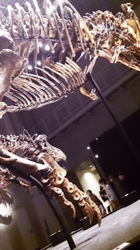 特別展「恐竜博2023」に投稿された画像（2023/4/11）