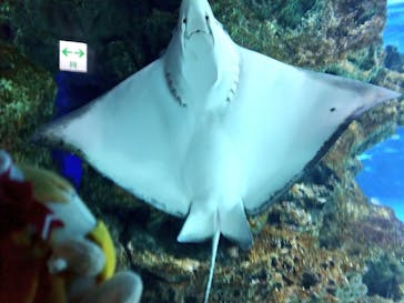 サンシャイン水族館に投稿された画像（2023/4/11）