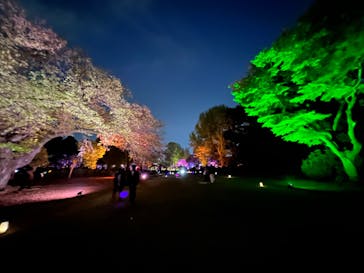 NAKED 桜の新宿御苑 2023に投稿された画像（2023/4/11）