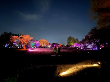 NAKED 桜の新宿御苑 2023に投稿された画像（2023/4/11）