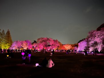 NAKED 桜の新宿御苑 2023に投稿された画像（2023/4/11）