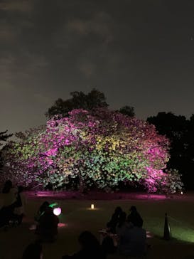 NAKED 桜の新宿御苑 2023に投稿された画像（2023/4/11）