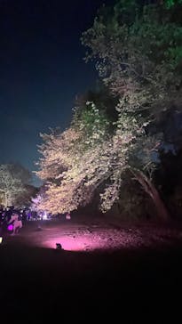 NAKED 桜の新宿御苑 2023に投稿された画像（2023/4/11）