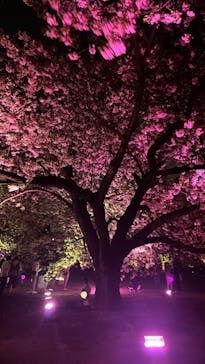 NAKED 桜の新宿御苑 2023に投稿された画像（2023/4/11）