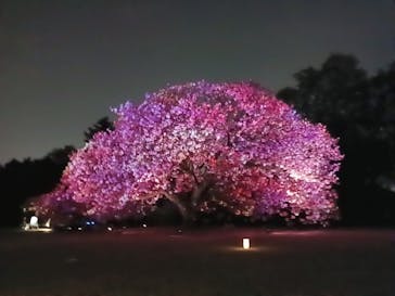 NAKED 桜の新宿御苑 2023に投稿された画像（2023/4/11）