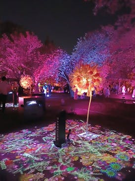 NAKED 桜の新宿御苑 2023に投稿された画像（2023/4/11）