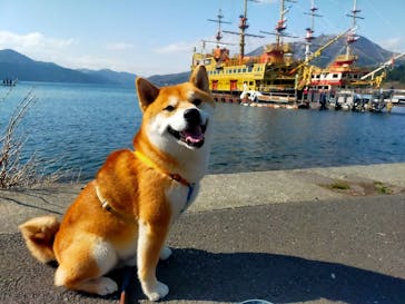 箱根海賊船に投稿された画像（2023/4/11）