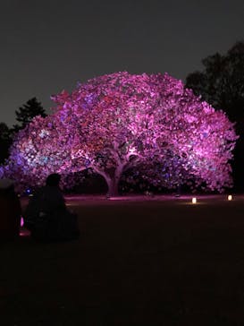 NAKED 桜の新宿御苑 2023に投稿された画像（2023/4/11）