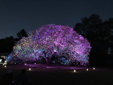 NAKED 桜の新宿御苑 2023に投稿された画像（2023/4/11）