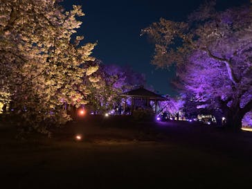 NAKED 桜の新宿御苑 2023に投稿された画像（2023/4/11）