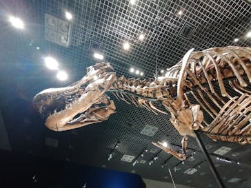 特別展「恐竜博2023」に投稿された画像（2023/4/11）