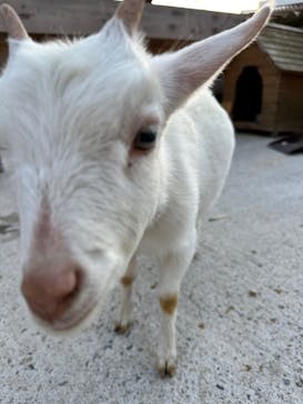 しろとり動物園に投稿された画像（2023/4/11）