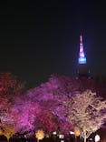 NAKED 桜の新宿御苑 2023に投稿された画像（2023/4/12）