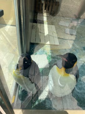 下田海中水族館に投稿された画像（2023/4/12）