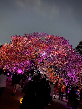 NAKED 桜の新宿御苑 2023に投稿された画像（2023/4/12）