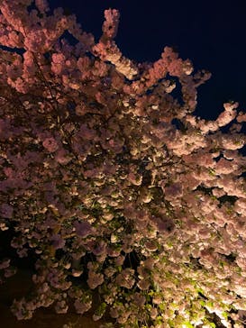 NAKED 桜の新宿御苑 2023に投稿された画像（2023/4/12）