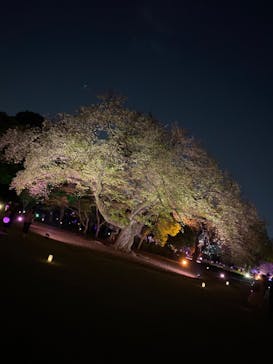 NAKED 桜の新宿御苑 2023に投稿された画像（2023/4/12）